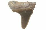Bargain, Fossil Ginsu Shark (Cretoxyrhina) Tooth - Kansas #219157-1